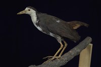 藏品(白腹秧雞)的圖片